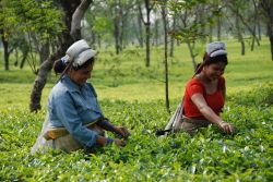 P112Horizontale Inde  Dooars.JPG